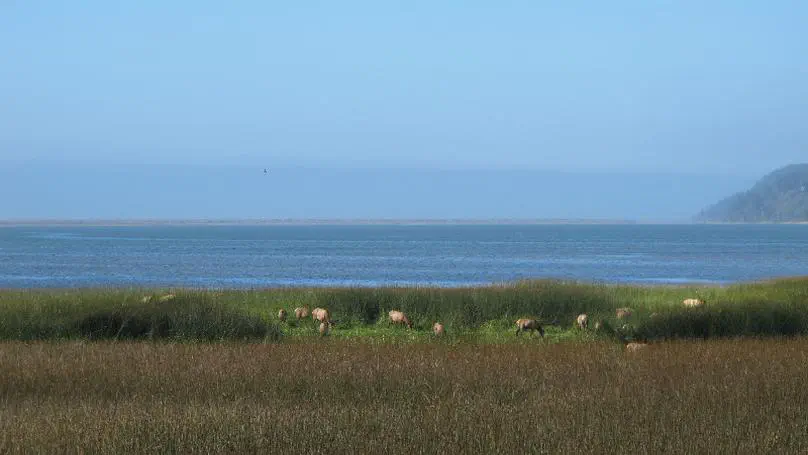Day 14: Del Norte Redwoods to Eureka