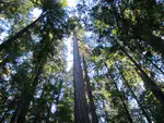 Day 16: Eureka to Humbolt Redwoods State Park