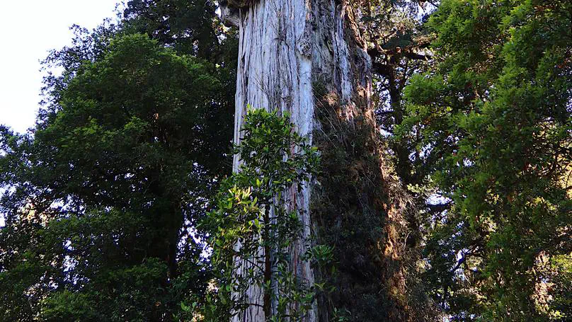 Patagonia day 5: Caleta Gonzalo to Chaiten