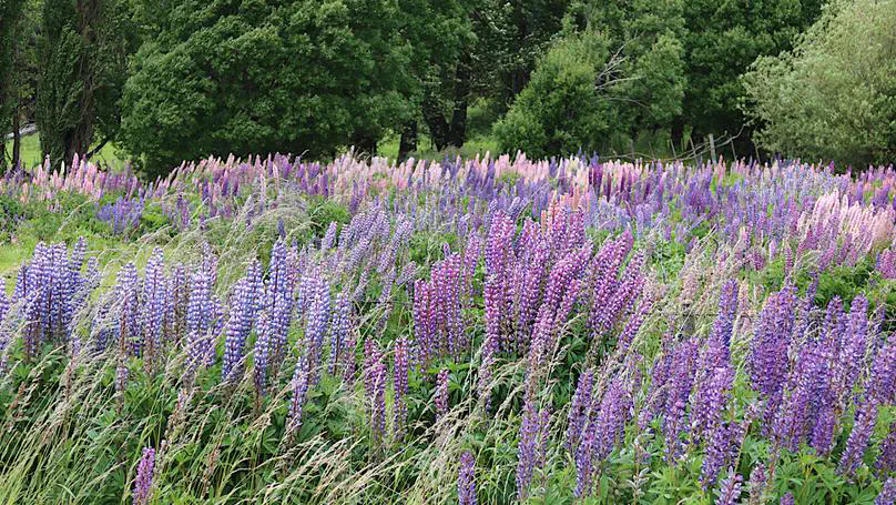 Patagonia day 13: Coyhaique to Camping Las Confluencias (El Blanco)