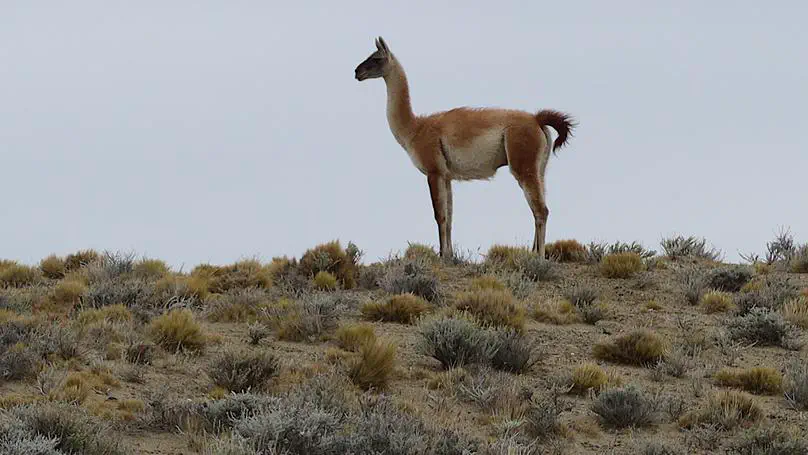 Patagonia day 30: El Calafate to old police station