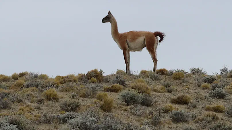 Patagonia day 30: El Calafate to old police station