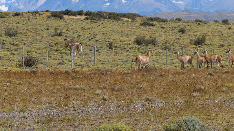 Patagonia day 33: Cerro Castillo to Camping Lago Pehoé