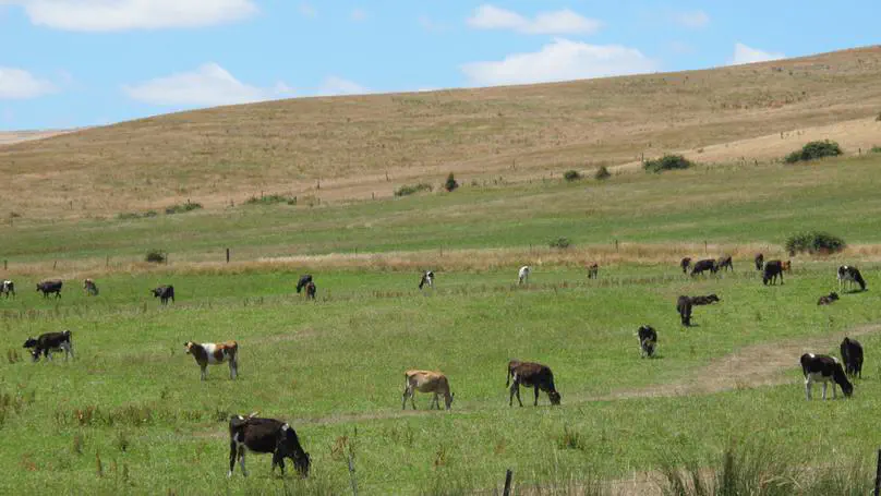 TAS day 20: Mt Field to Wayatinah