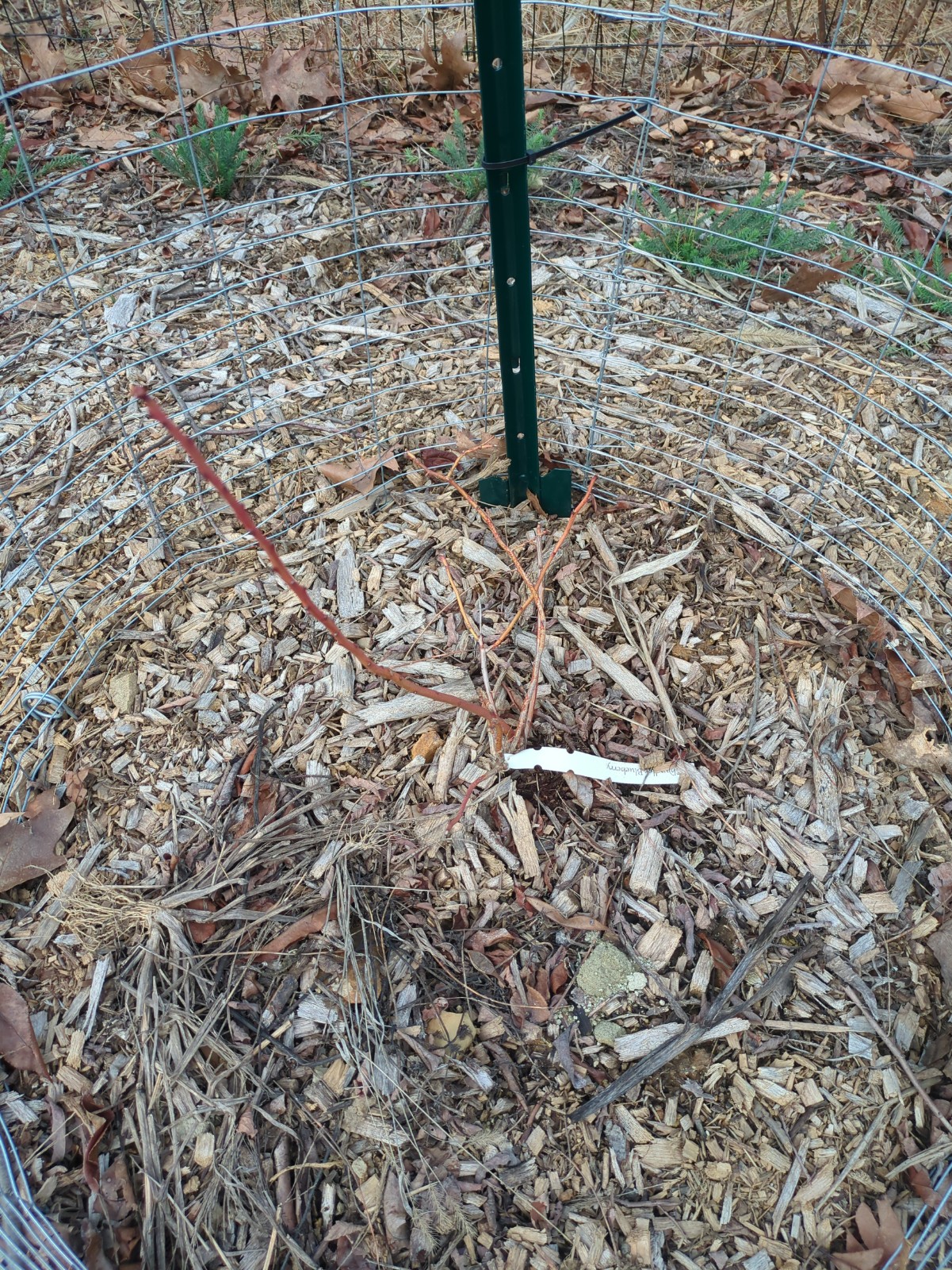 Vaccinium corymbosum 'Chandler'