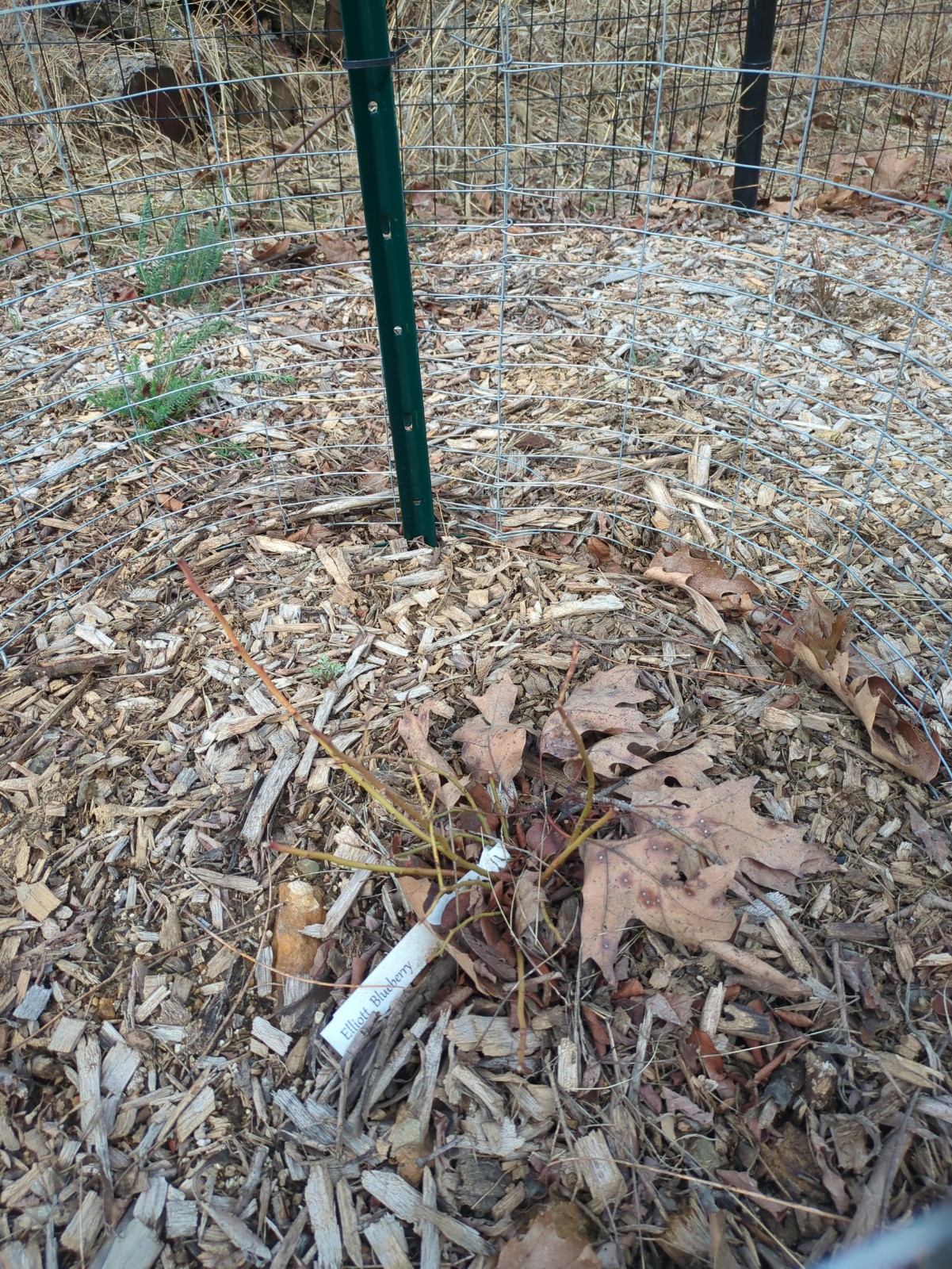 Vaccinium corymbosum 'Elliot'