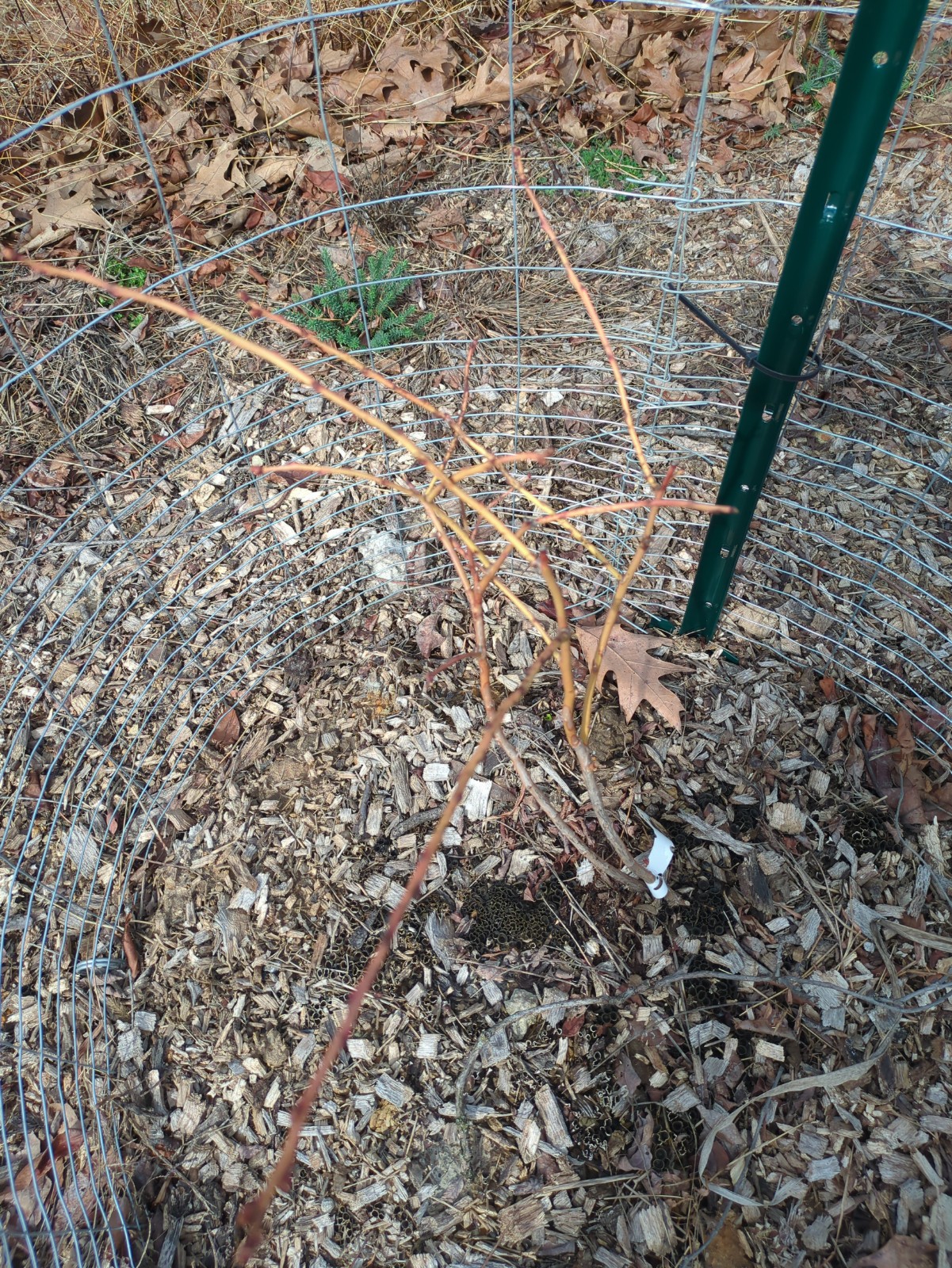 Vaccinium corymbosum 'Jersey'