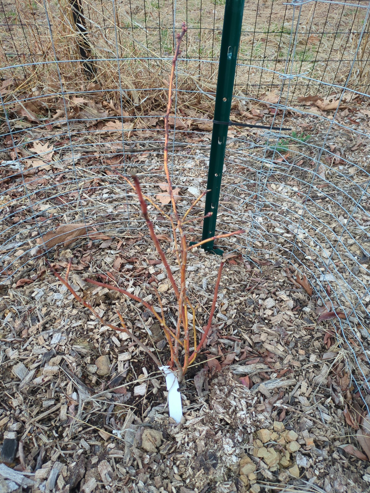 Vaccinium corymbosum 'Reka'