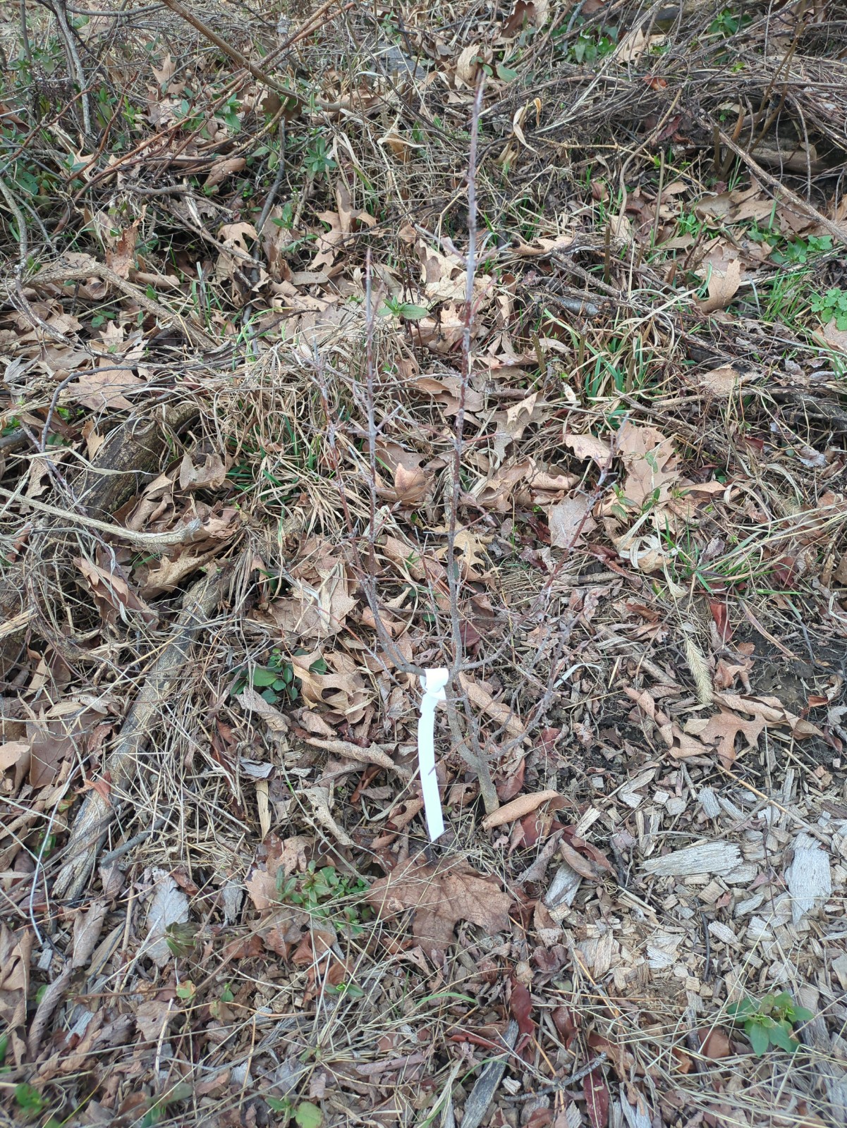 Viburnum prunifolium