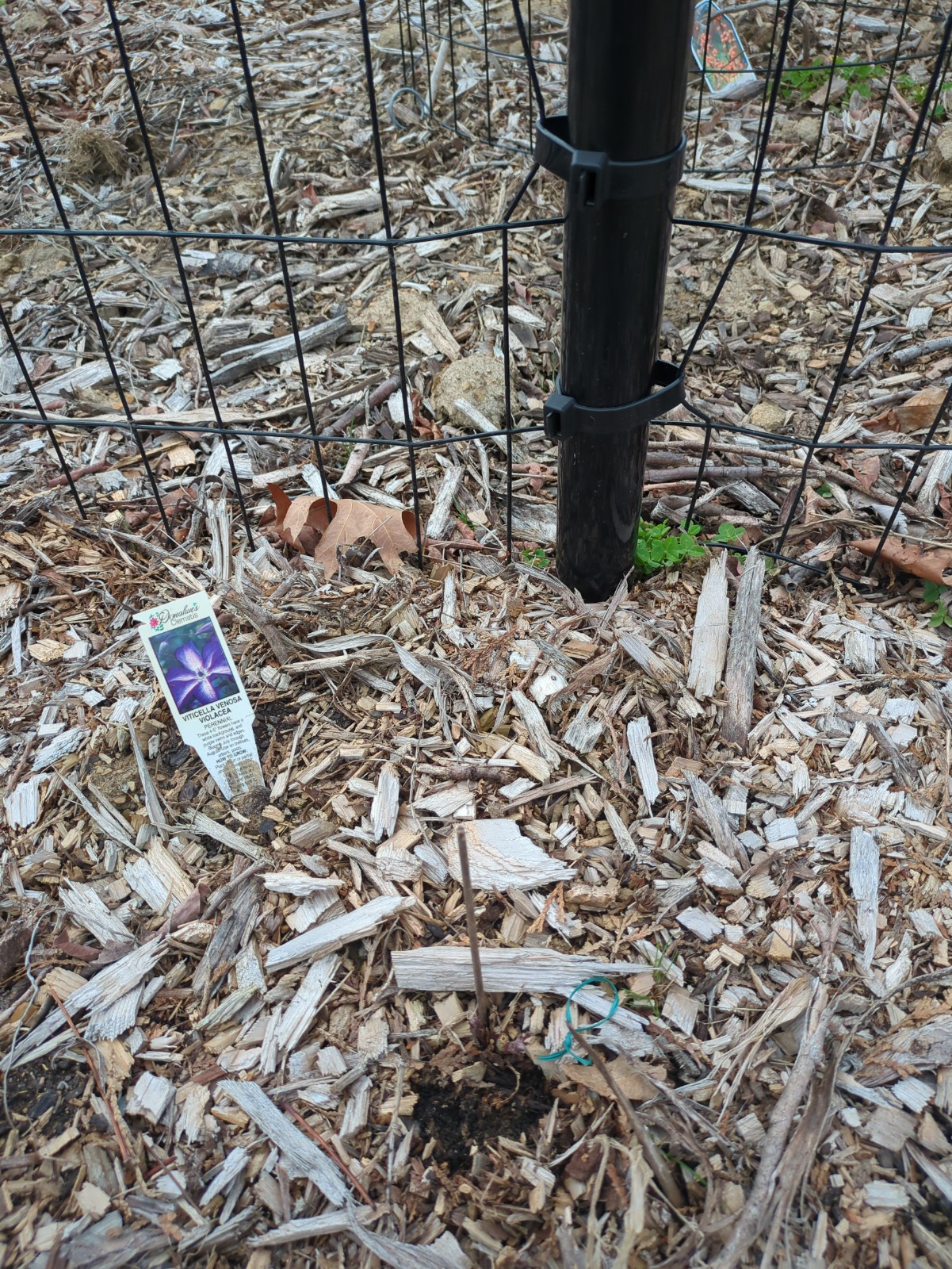 Clematis 'Venoso Violacea'