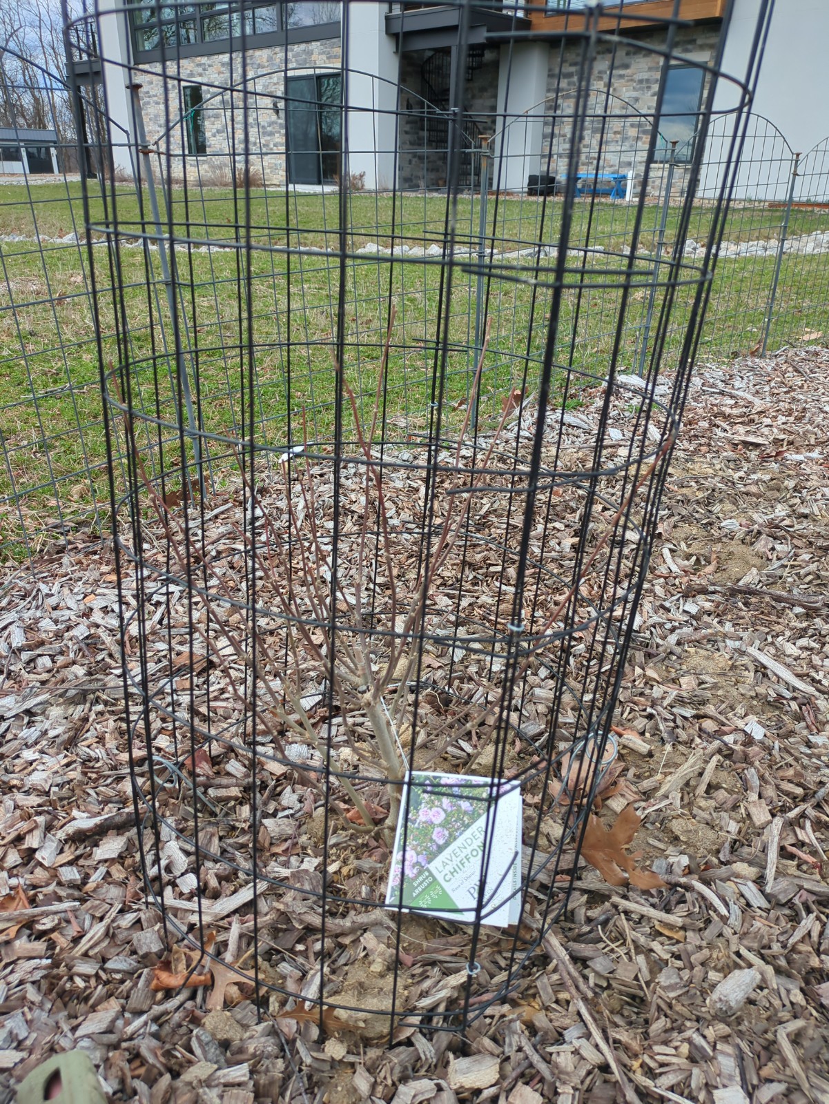 Hibiscus syraicus 'Lavender Chiffon'