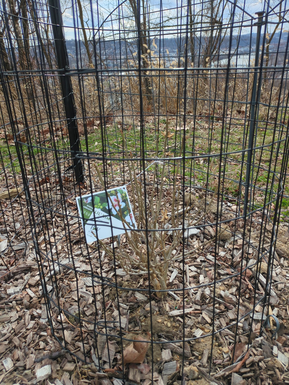 Hibiscus syriacus 'Lil' Kim'