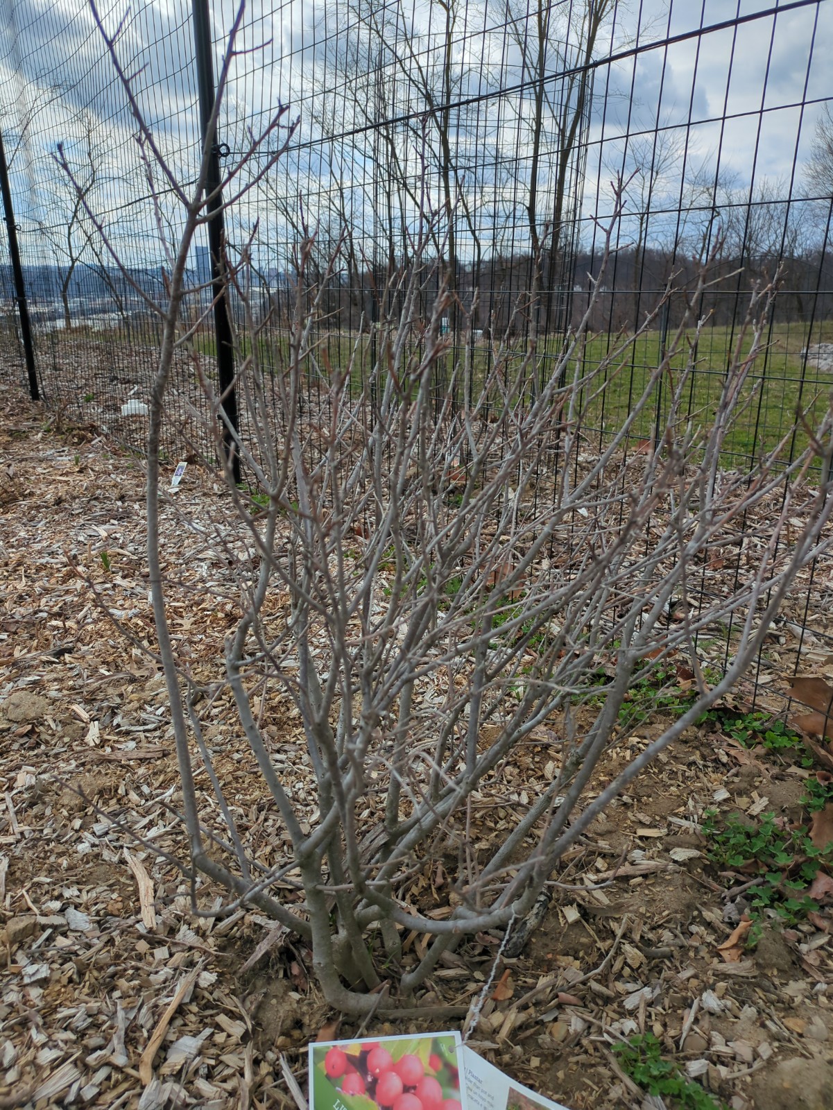 Ilex verticillata 'Little Goblin Orange'