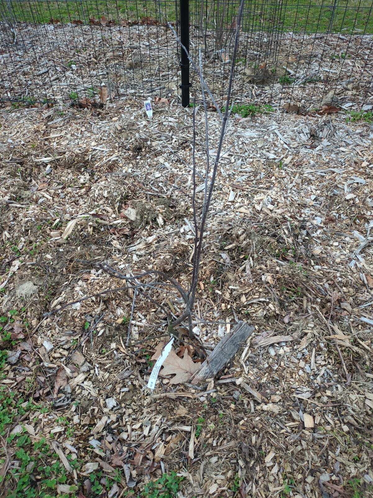 Ilex verticillata 'Southern Gentleman'