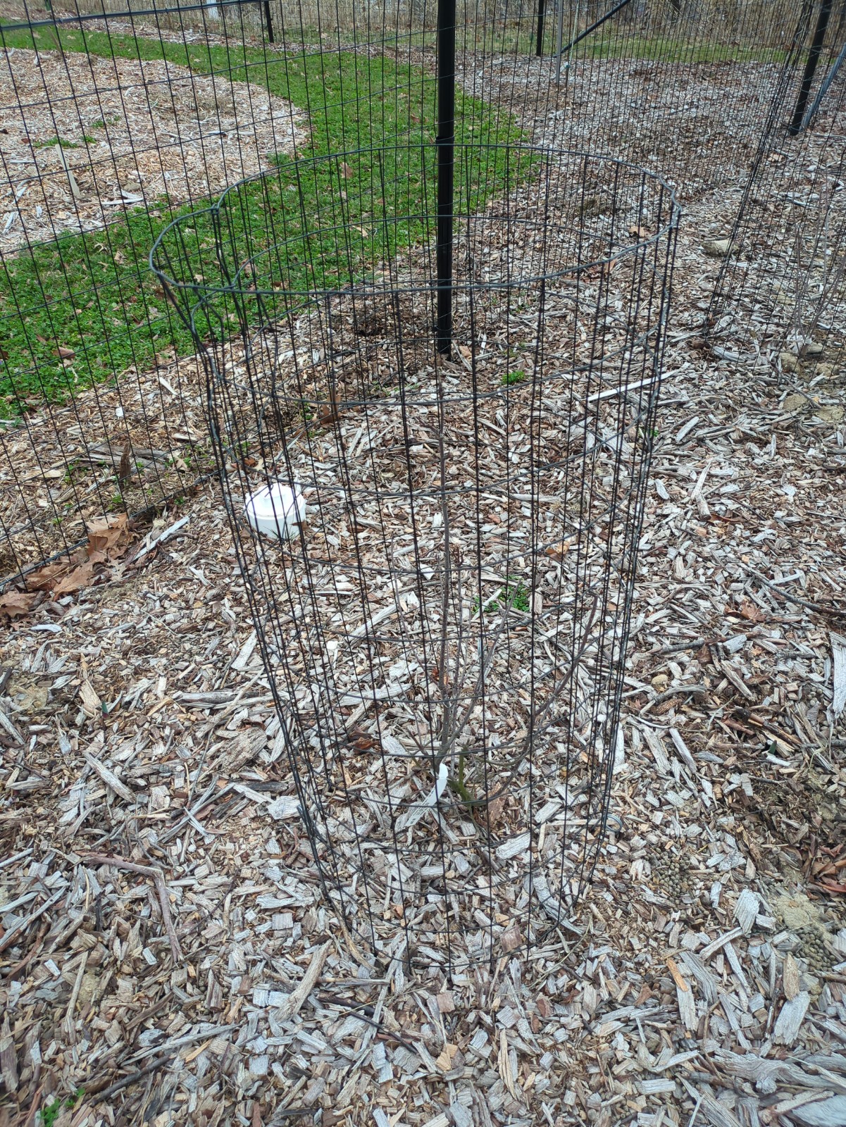 Ilex verticillata  'Winter Red'