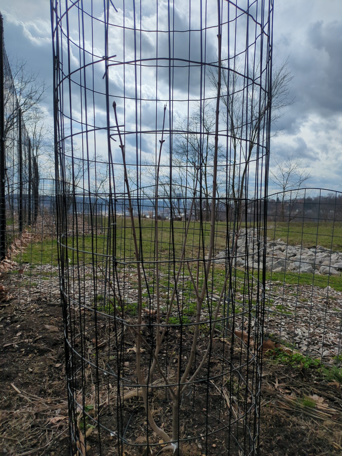 Syringa vulgaris 'Ludwig Spaeth'