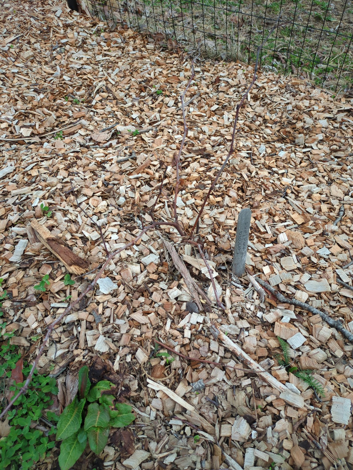 Vitis labrusca 'Concord Seedless'