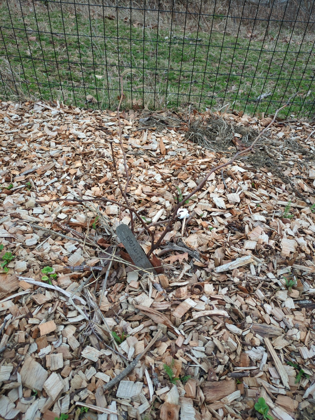 Vitis labrusca 'Himrod'