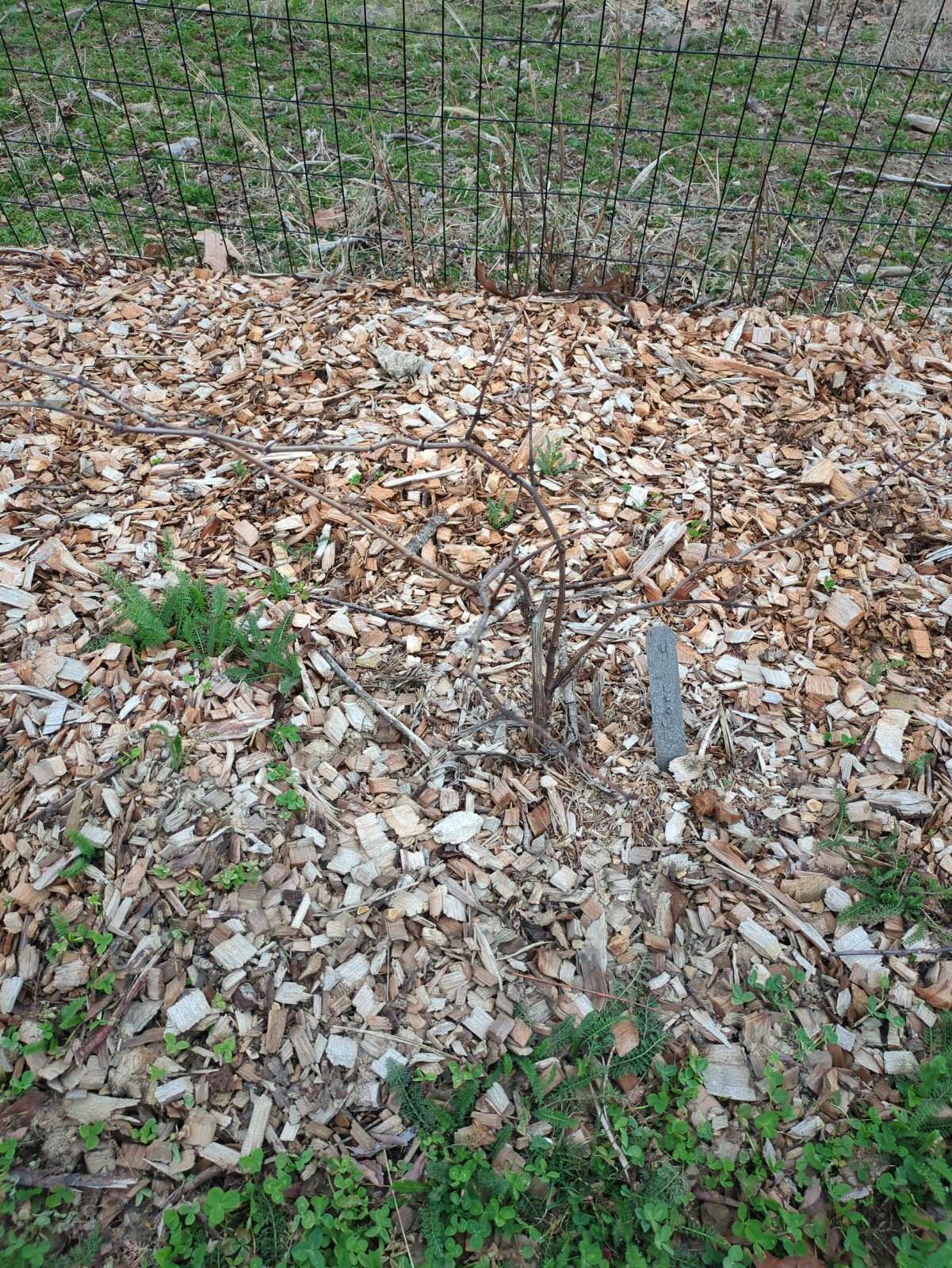Vitis labrusca hybrid 'Canadice'