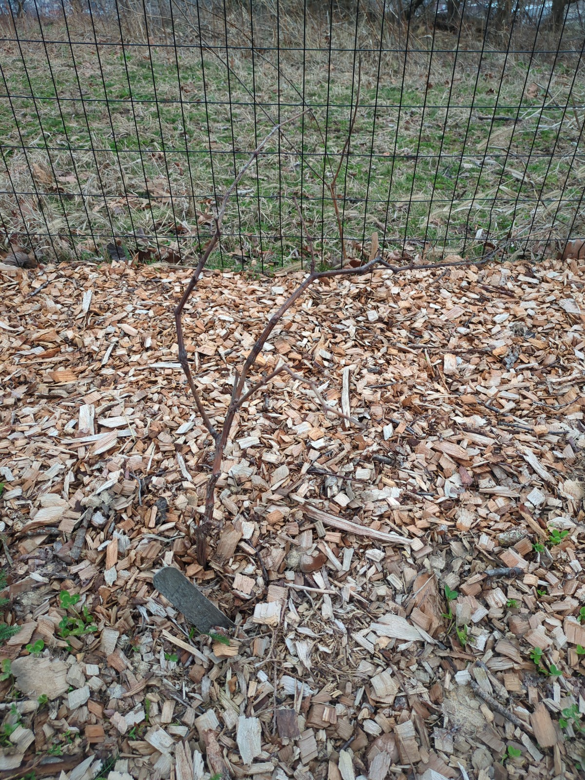 Vitis labrusca hybrid 'Einset'