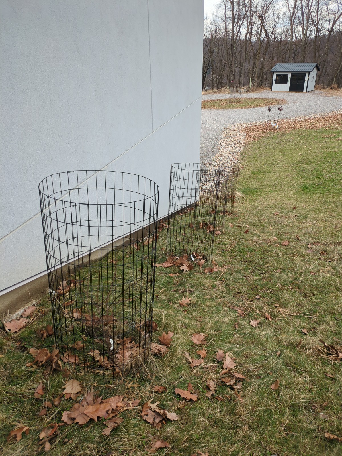 Calycanthus floridus