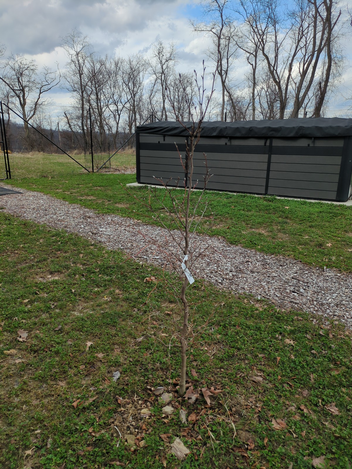 Stewartia pseudocamillia