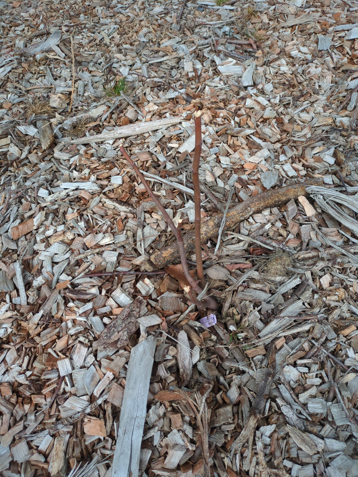 Ficus carica 'Chicago Hardy'