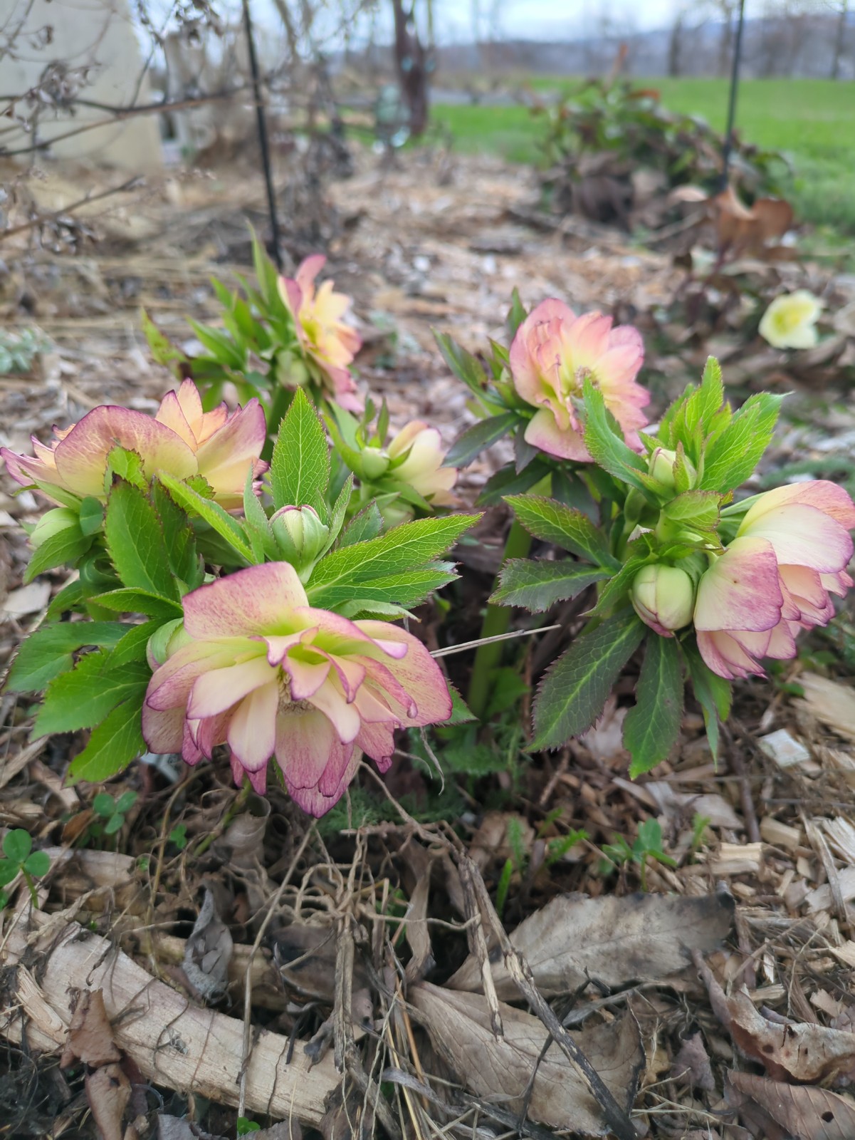 Helleborus orientalis 'Golden Lotus'