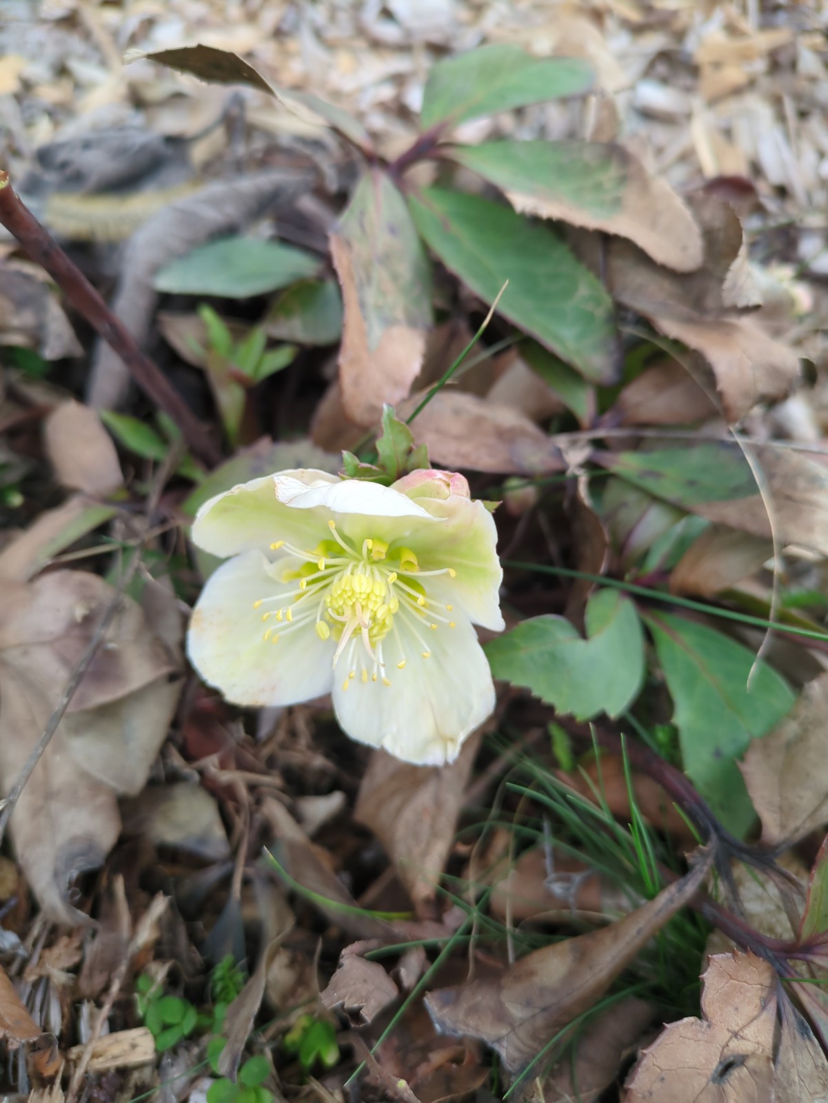 Helleborus orientalis 'Mohagany Snow'