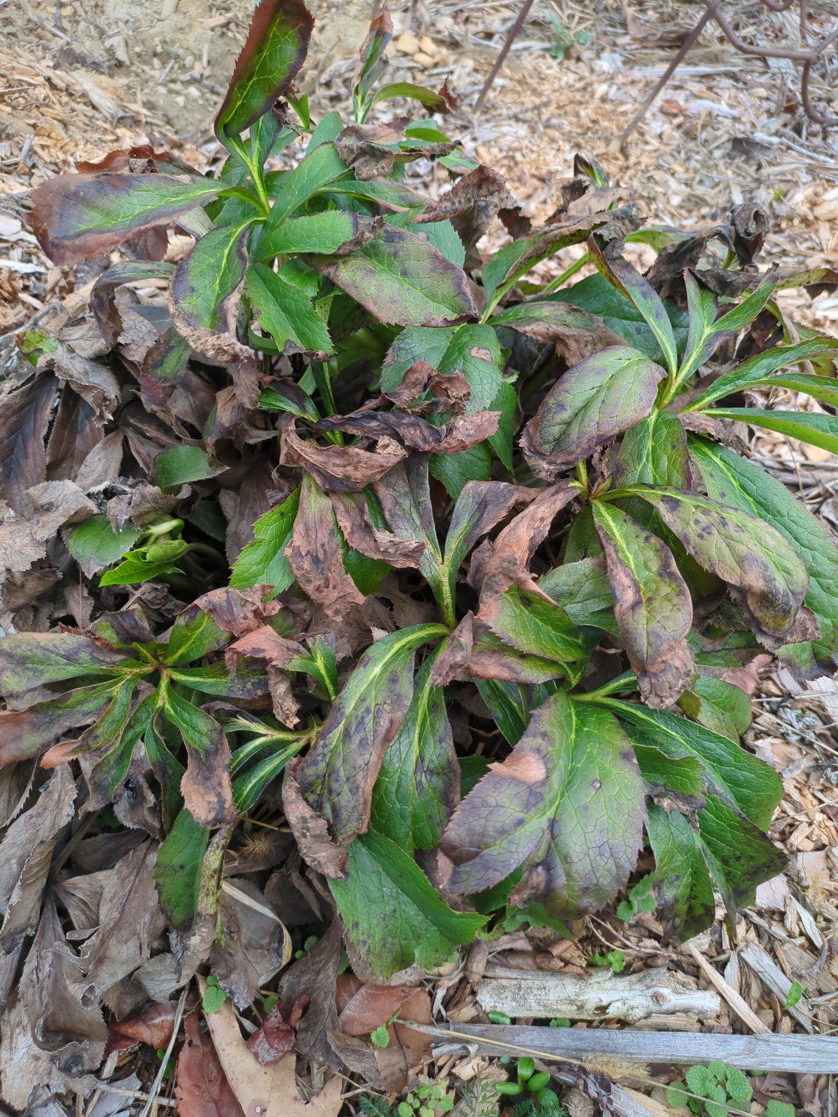 Helleborus orientalis 'Royal Heritage'