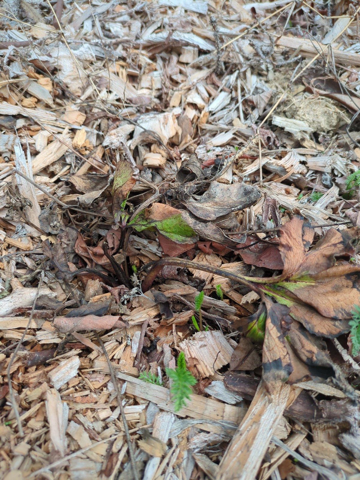 Helleborus orientalis