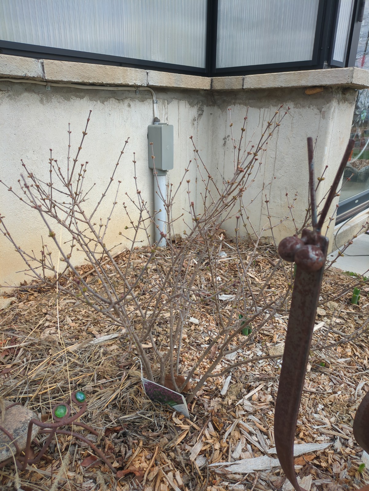 Syringa 'Boomerang Dark Purple'