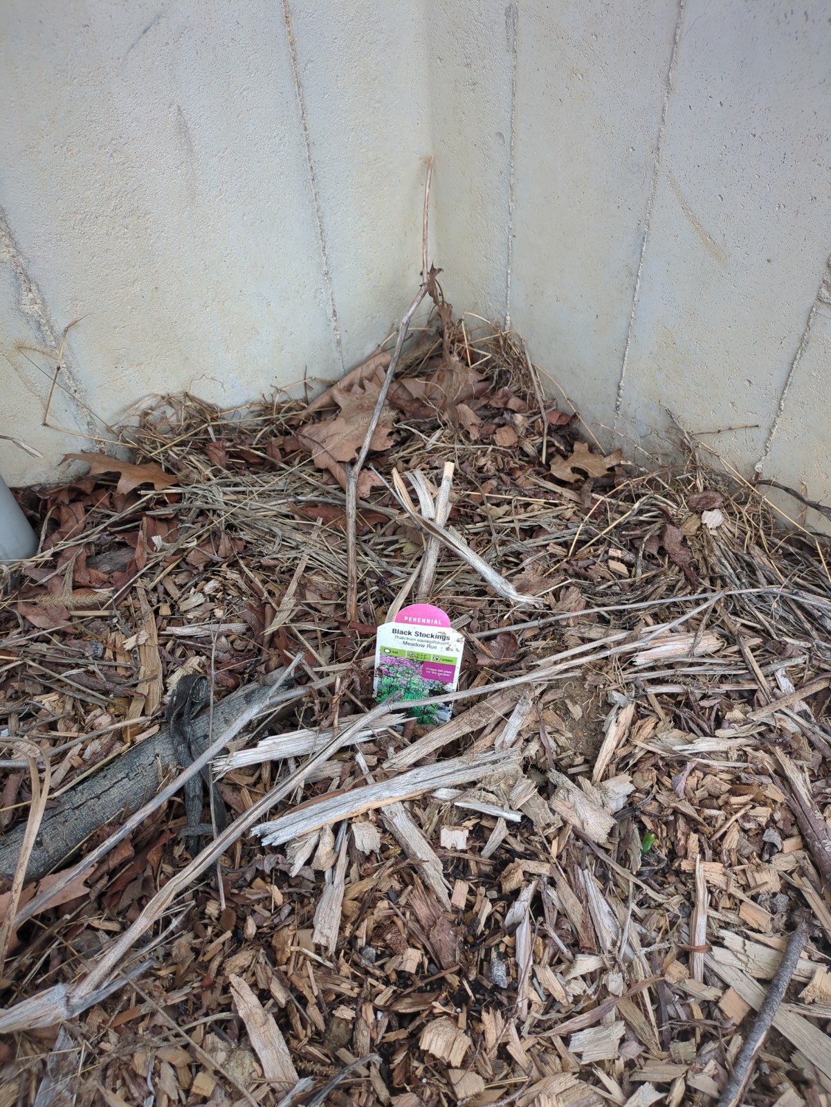 Thalictrum aquilegiifolium 'Black Stockings'