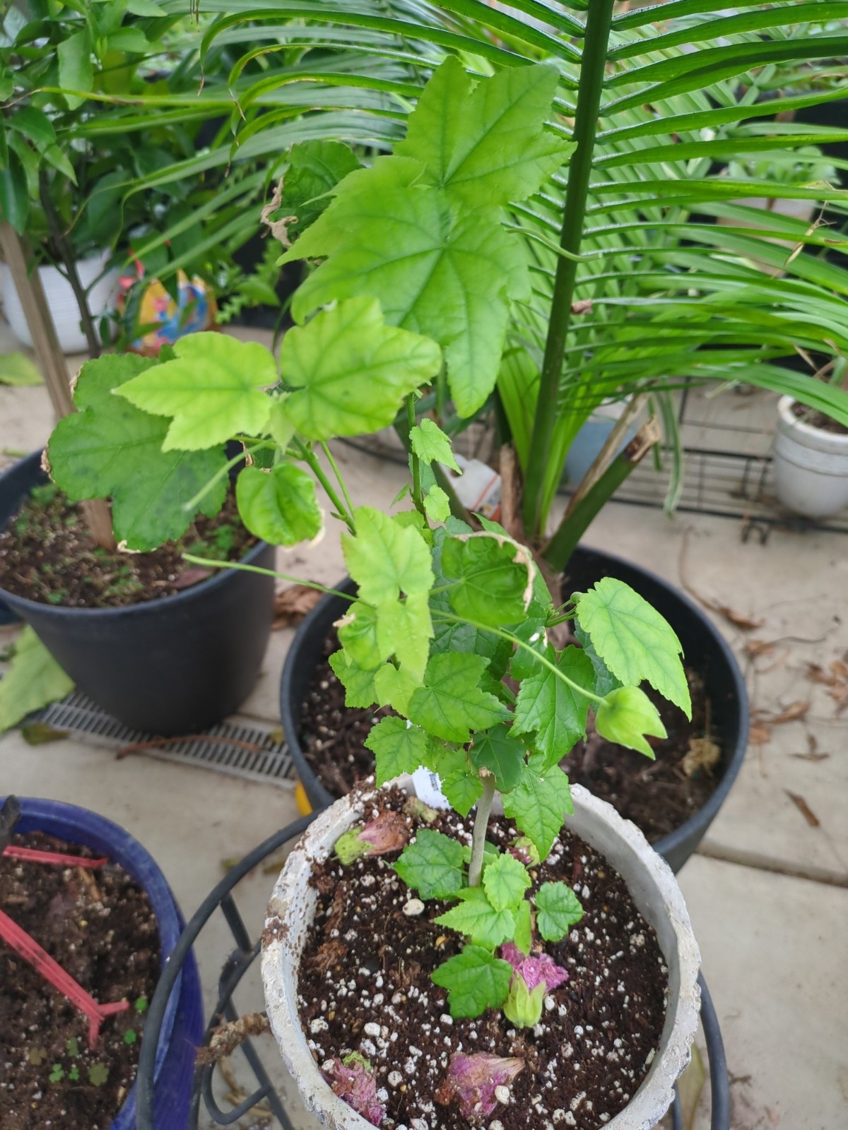 Abutilon 'Cherry Blossom'