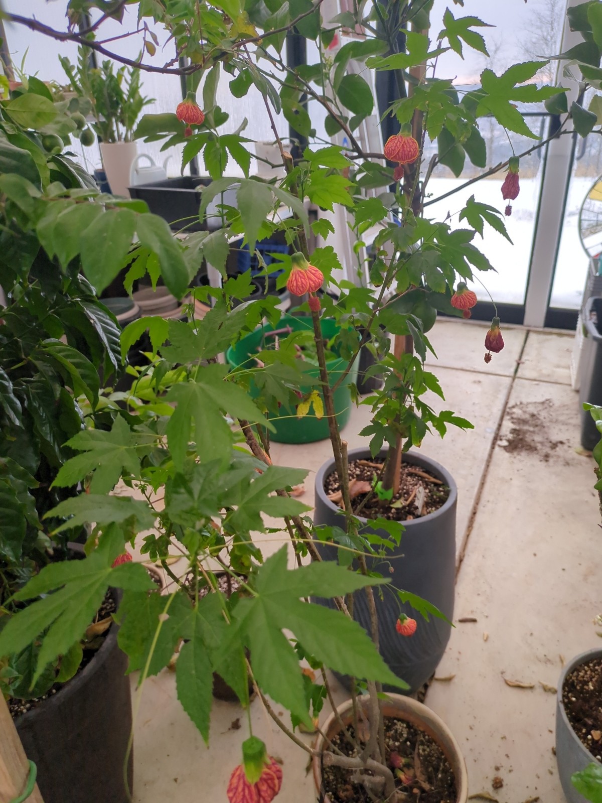 Abutilon 'Red Tiger'