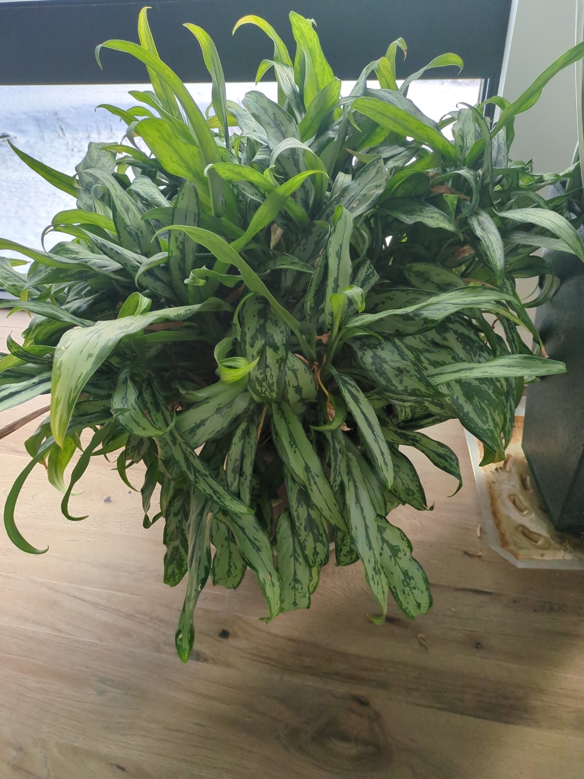 Aglaonema 'Cutlass'