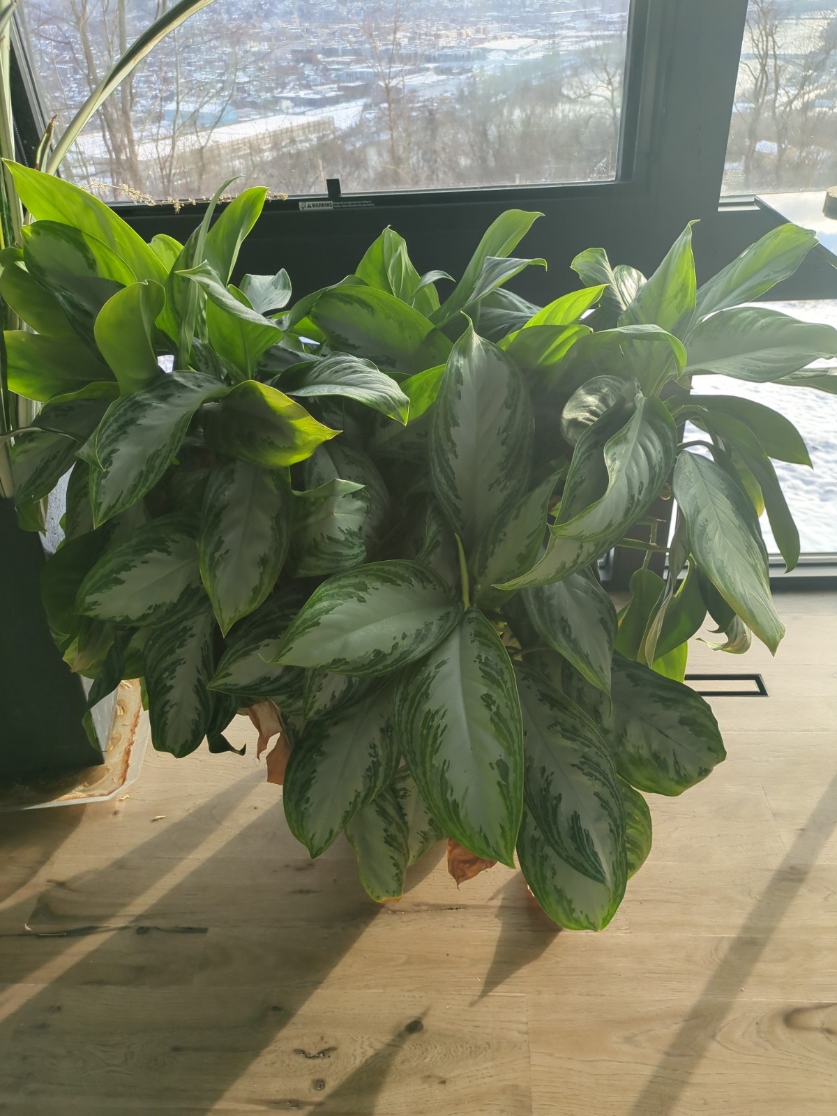 Aglaonema 'Silver Bay'