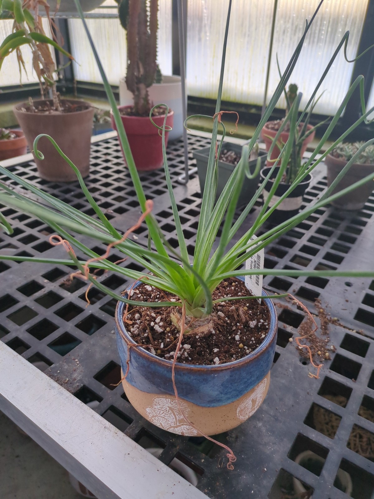 Albuca spiralis 'Frizzle Sizzle'