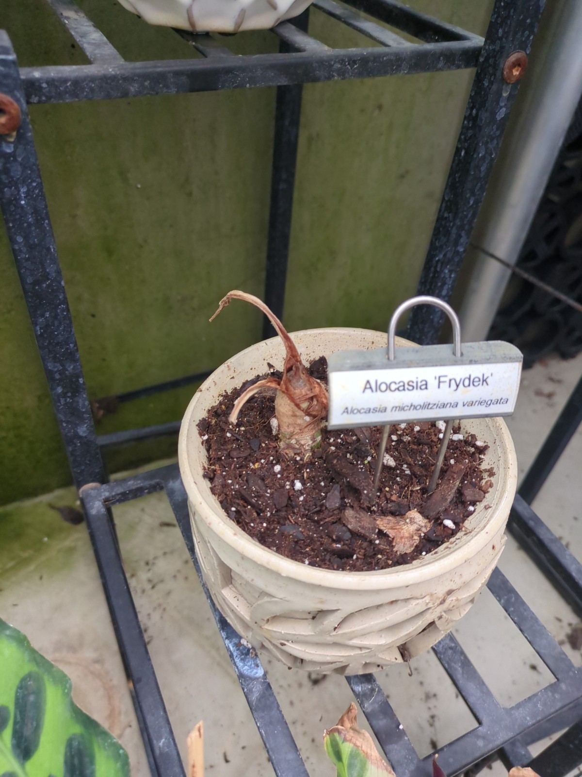 Alocasia micholitziana 'Frydek'