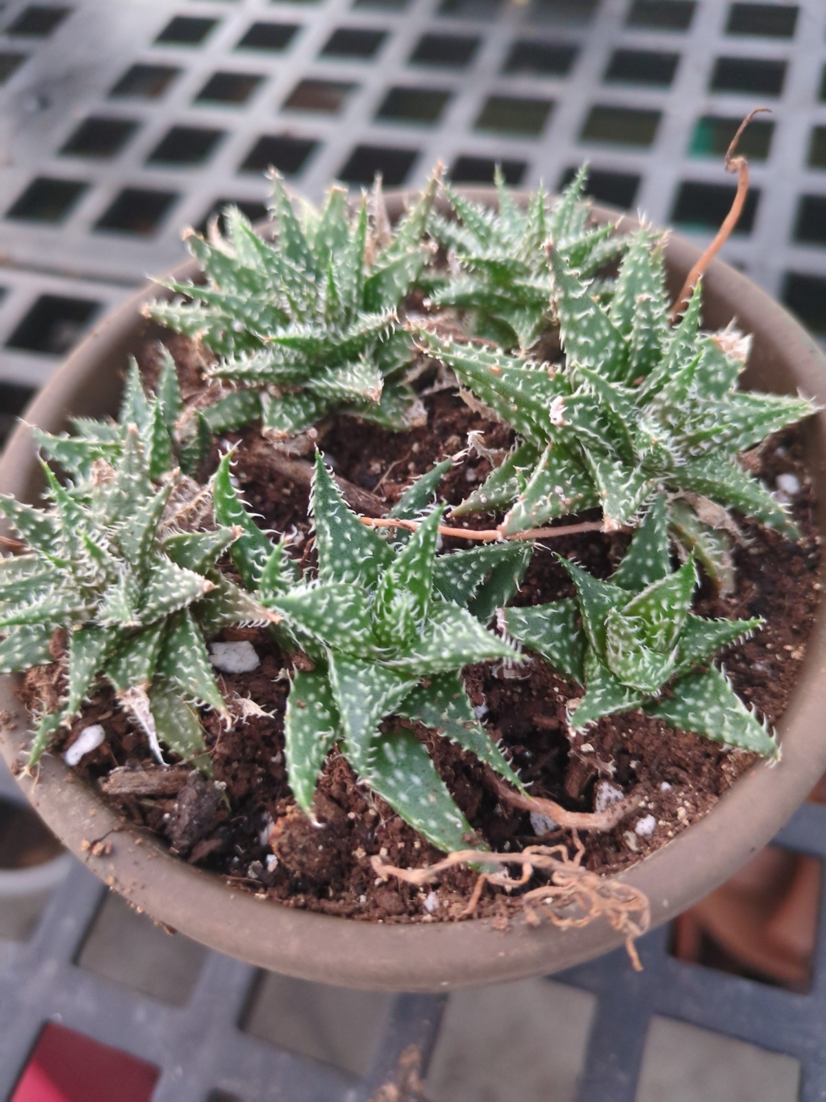 Aloe juvenna