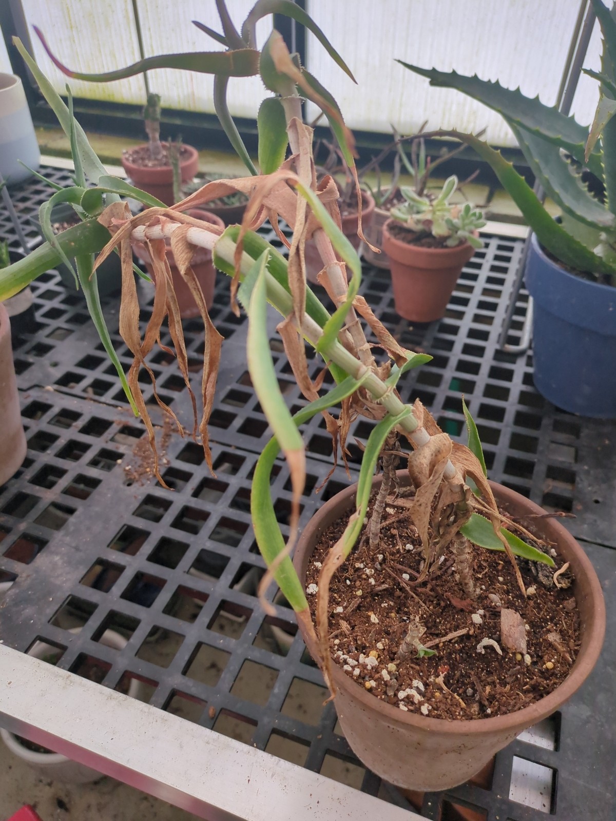 Aloiampelos ciliaris