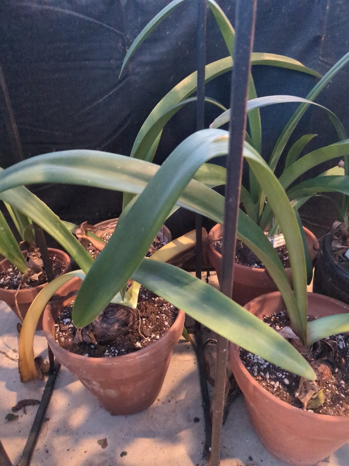 Amaryllis  'Assorted'