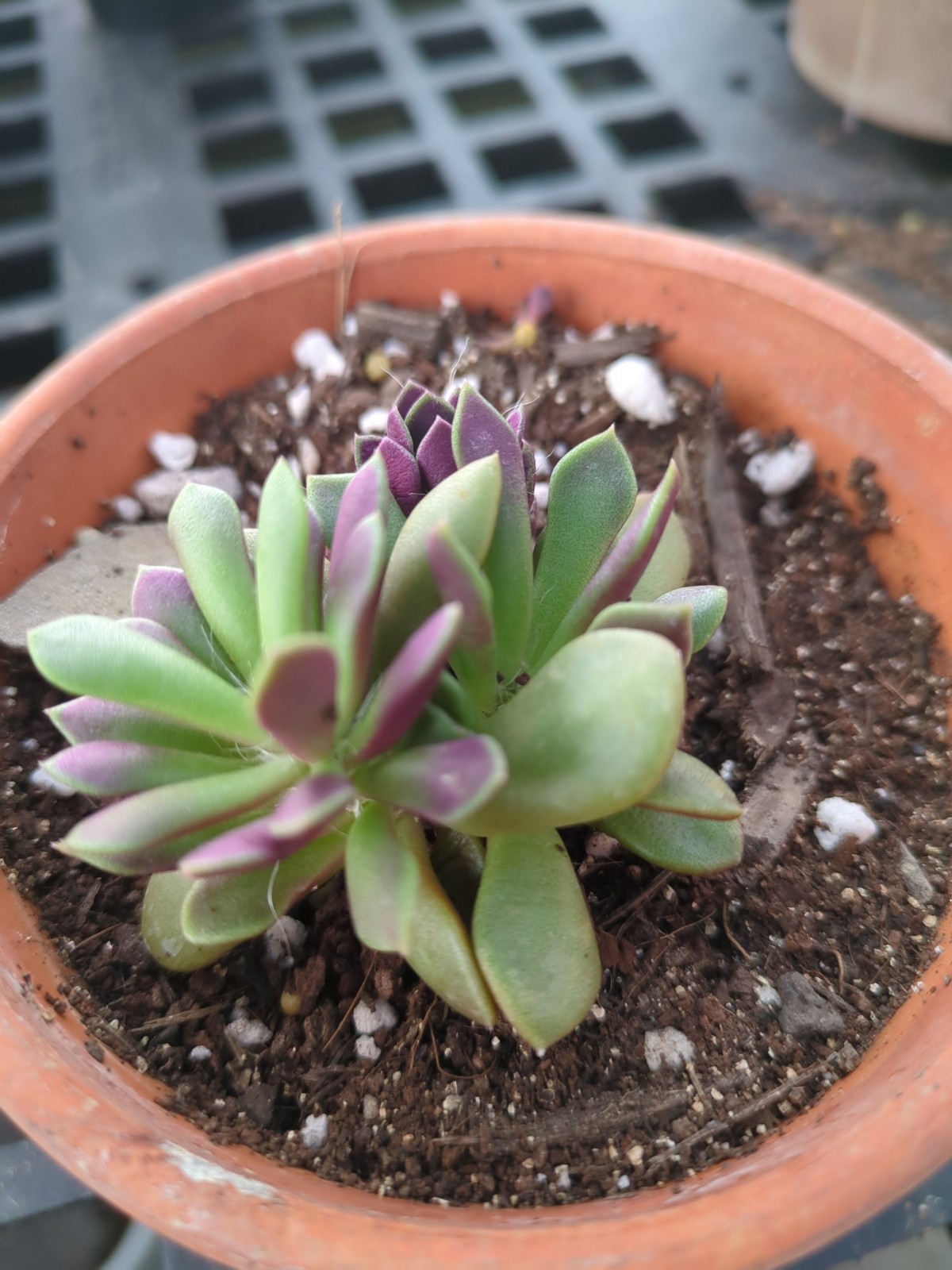 Anacampseros  rufescens