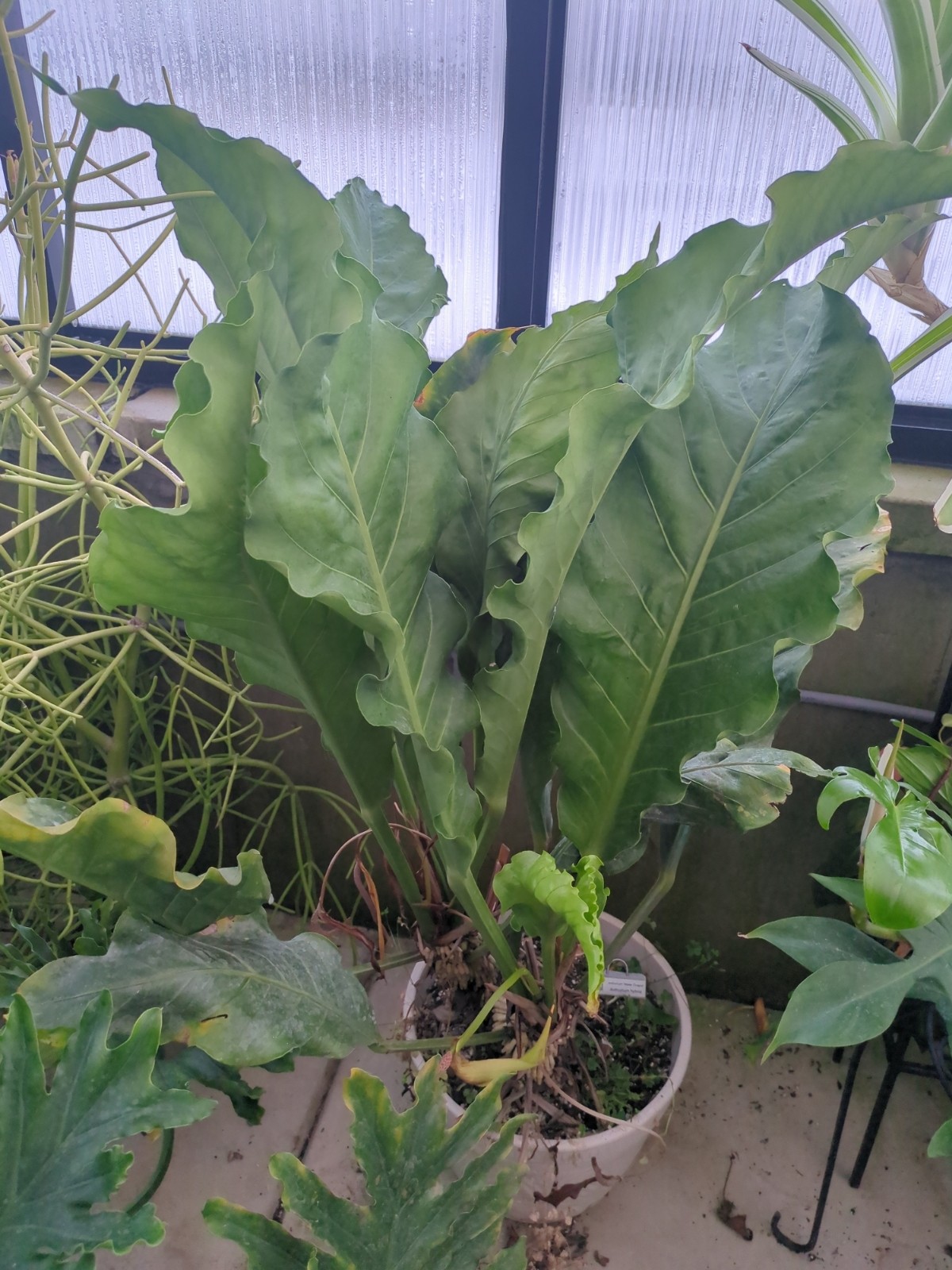 Anthurium 'Water Dragon'