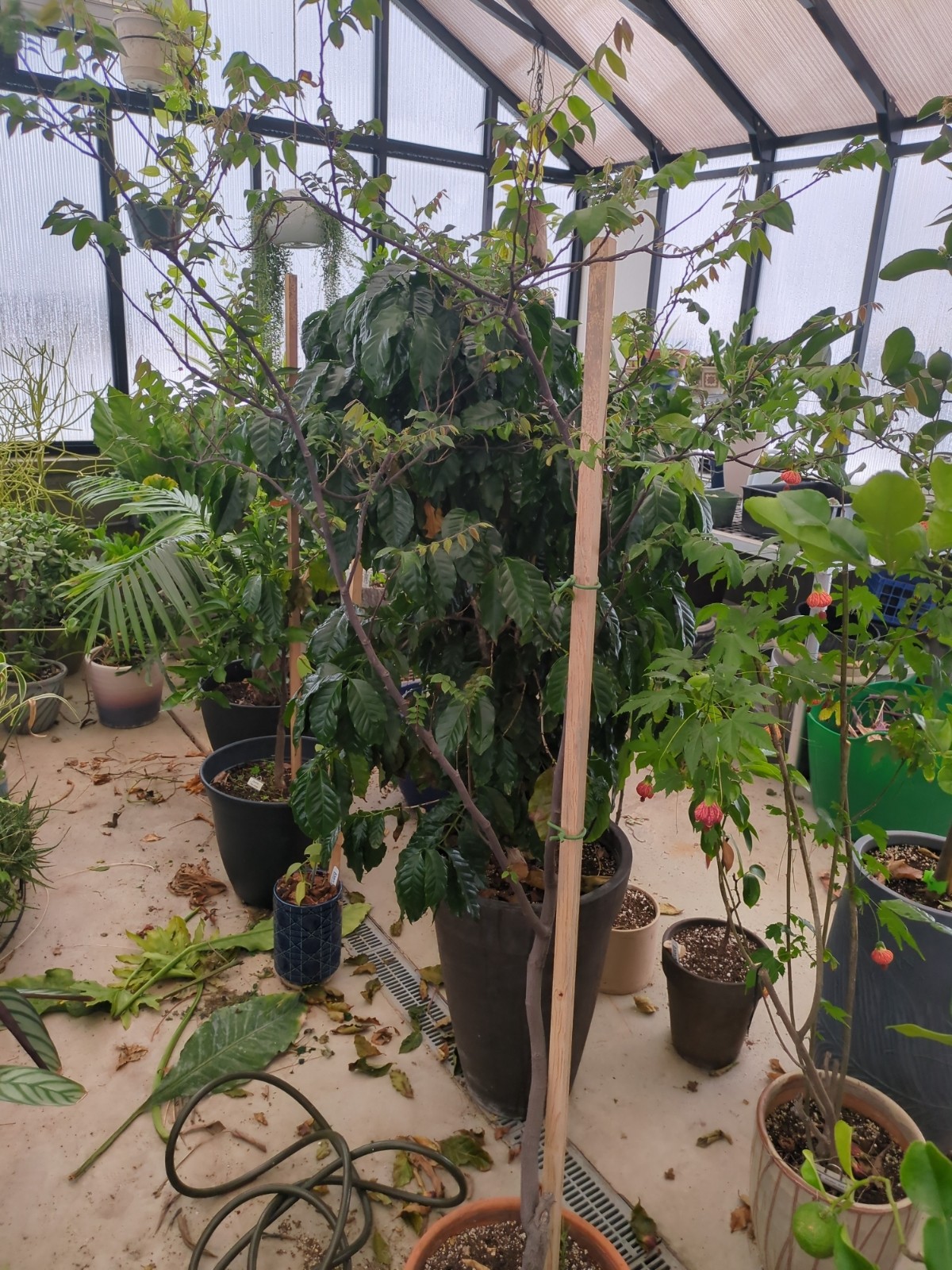 Averrhoa carambola 'Kari'