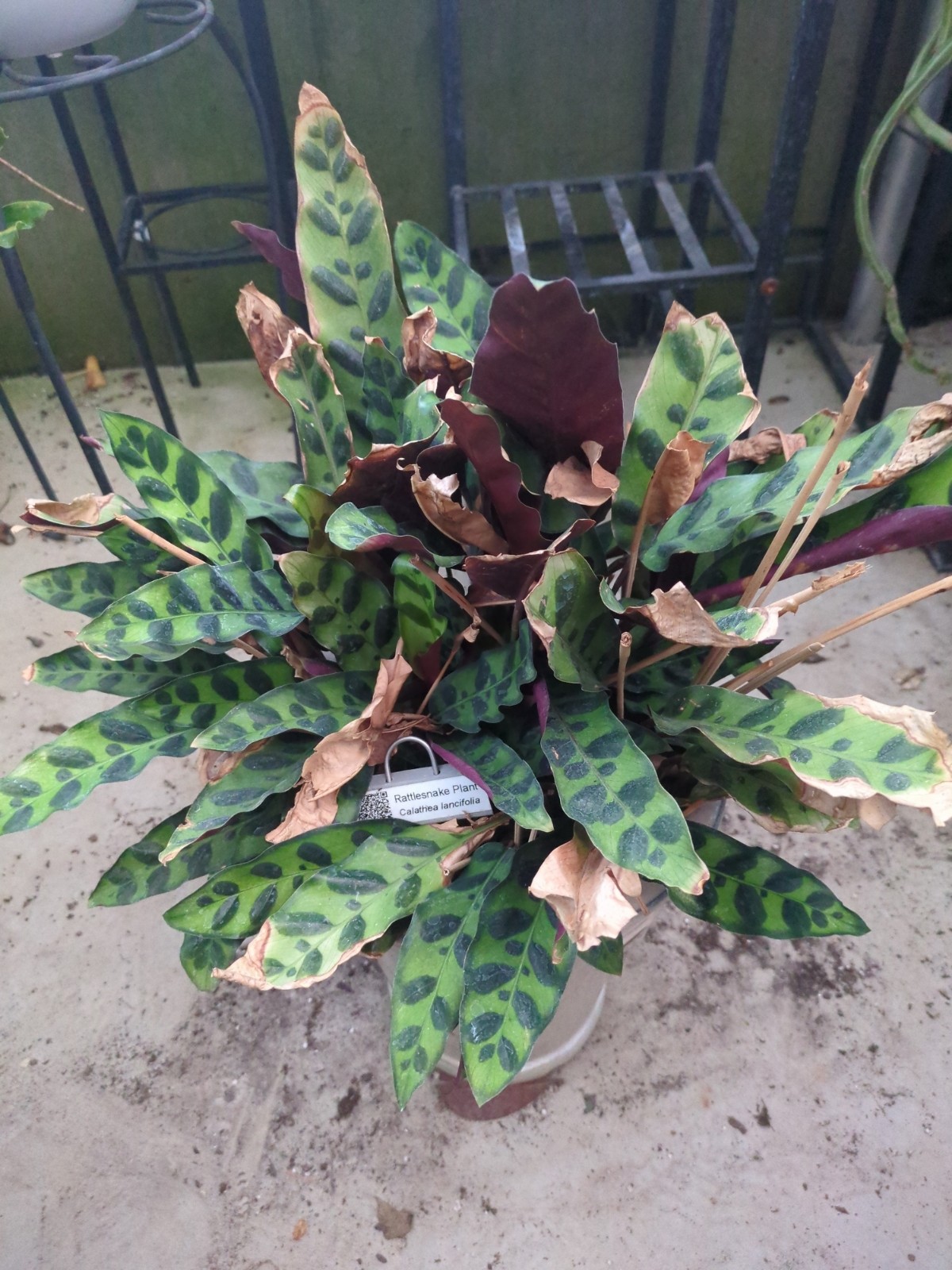 Calathea lancifolia