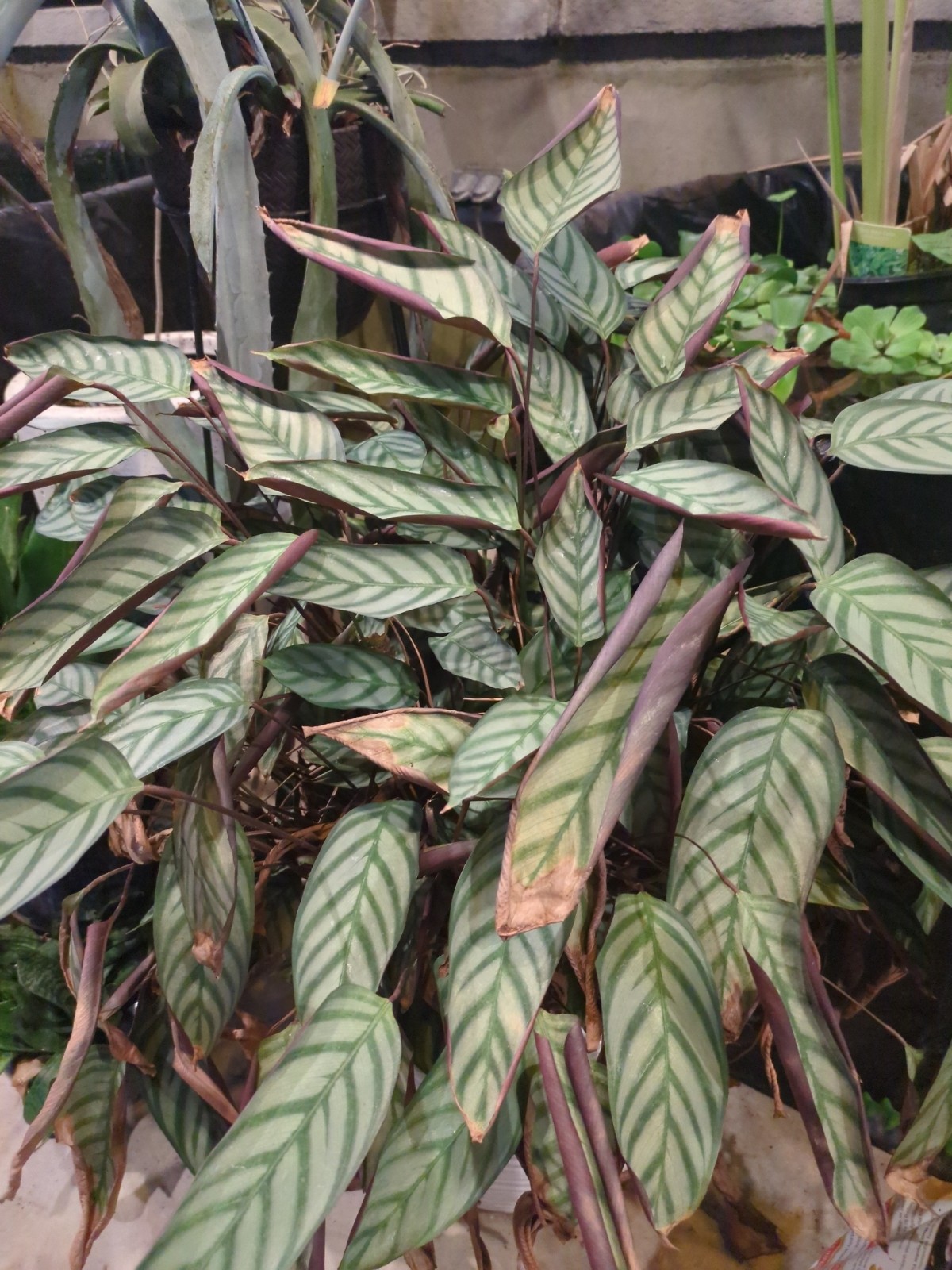 Calathea setosa