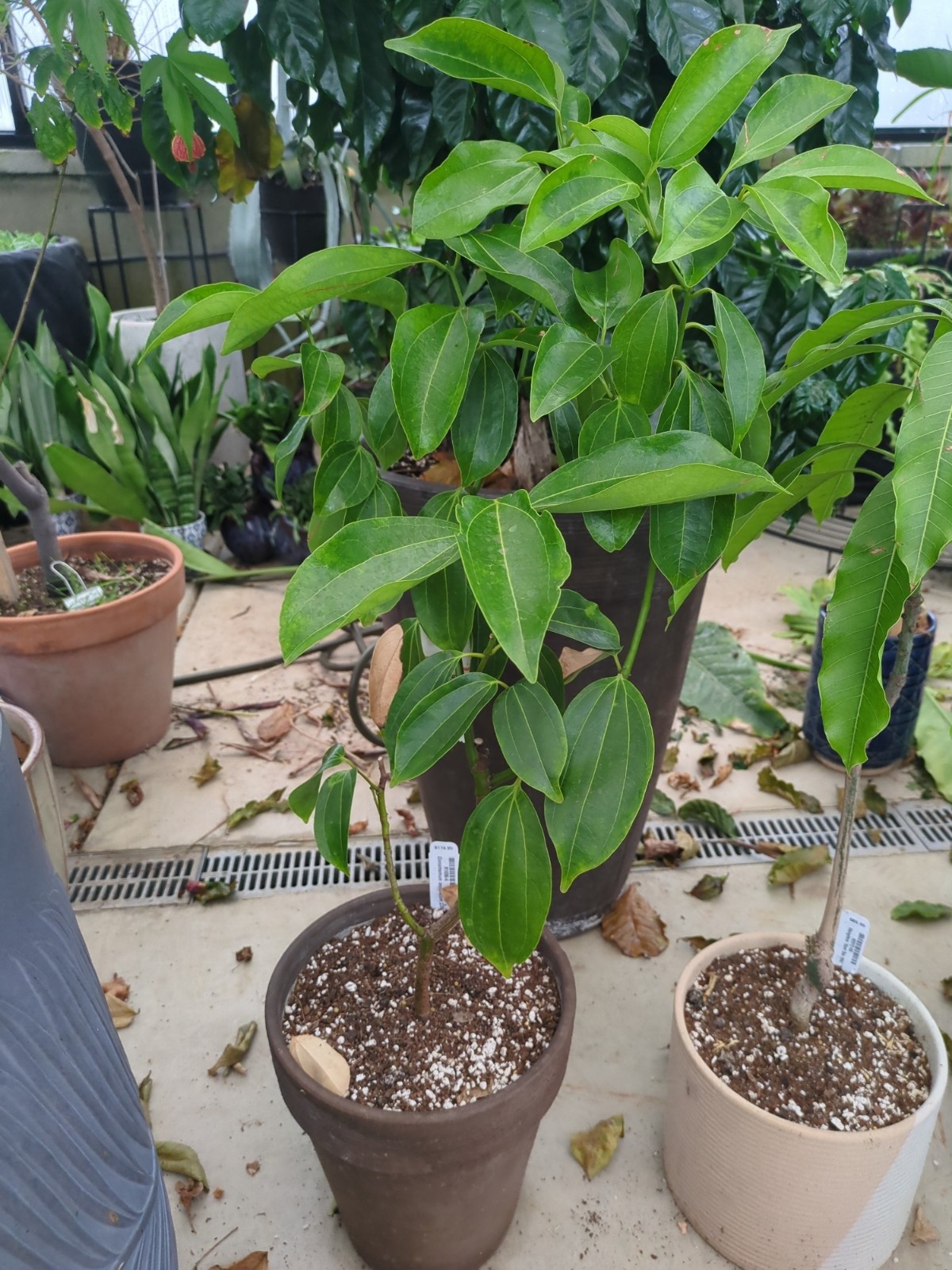 Cinnamomum zeylanicum