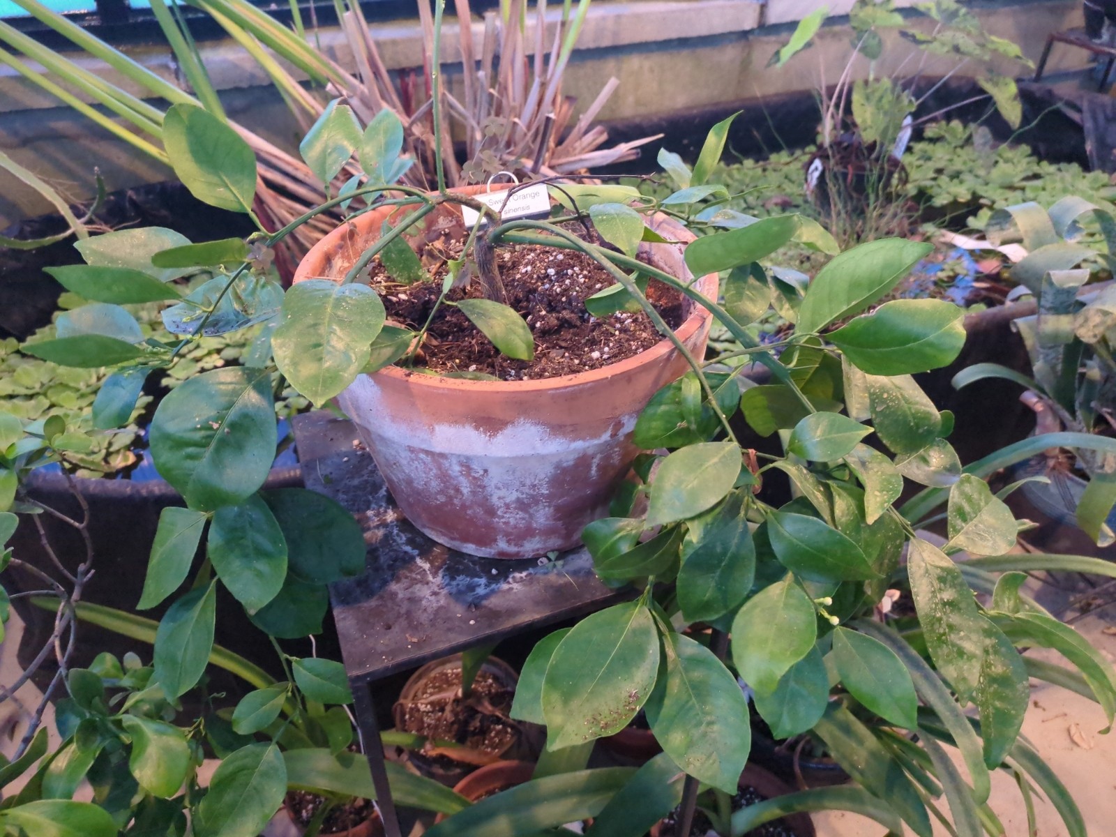 Citrus sinensis 'Cipo Sweet Orange'