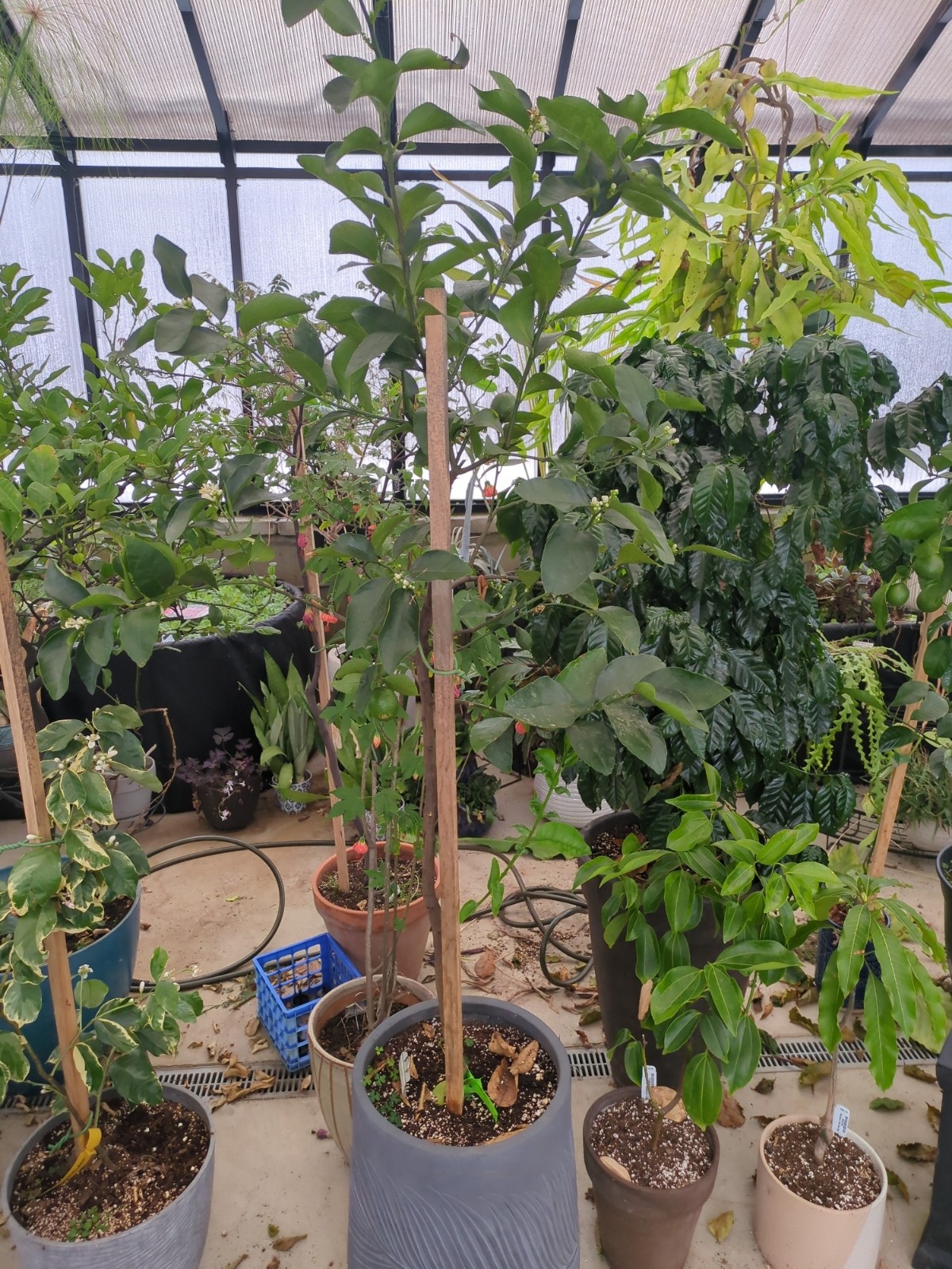 Citrus x latifolia 'Bearss Lime'